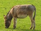 Foto burro