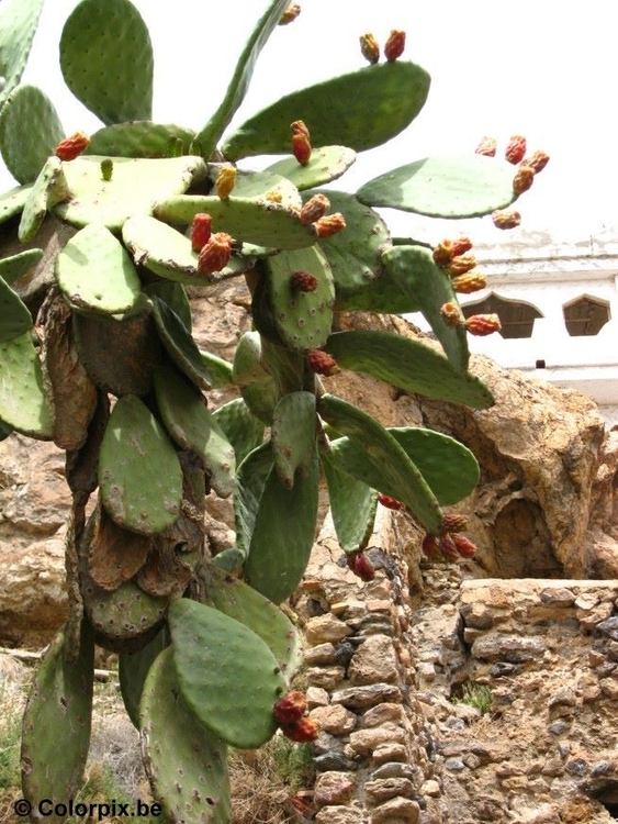 Foto cactus com frutas
