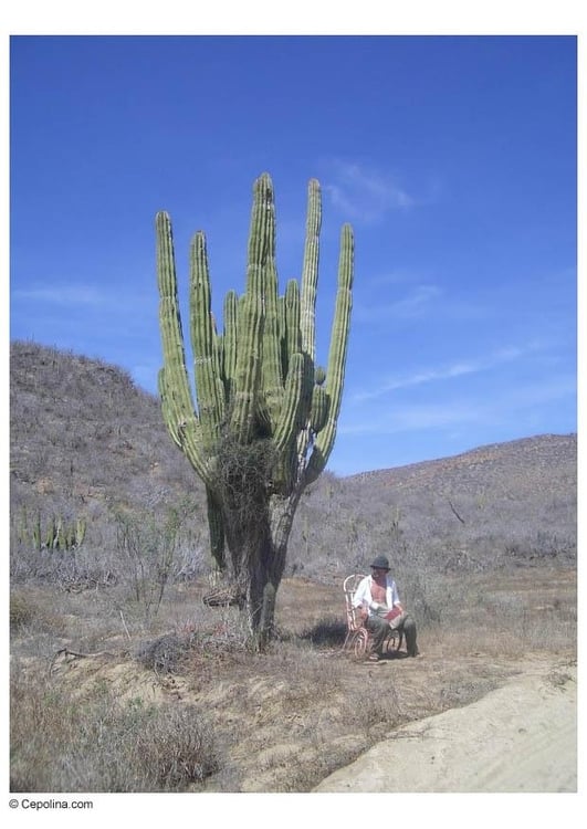 Foto cactus no deserto