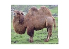 Fotos camelo