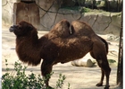 Foto camelo