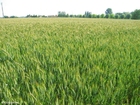 foto campo de grãos