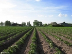 foto campo 2