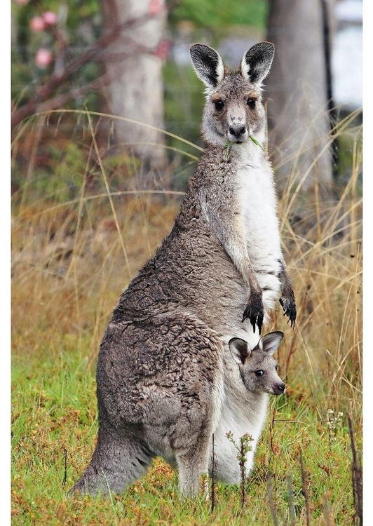 Foto canguru com filhote