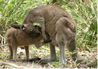 Foto canguru com filhote 