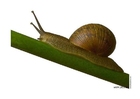 foto caracol