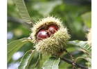 castanha
