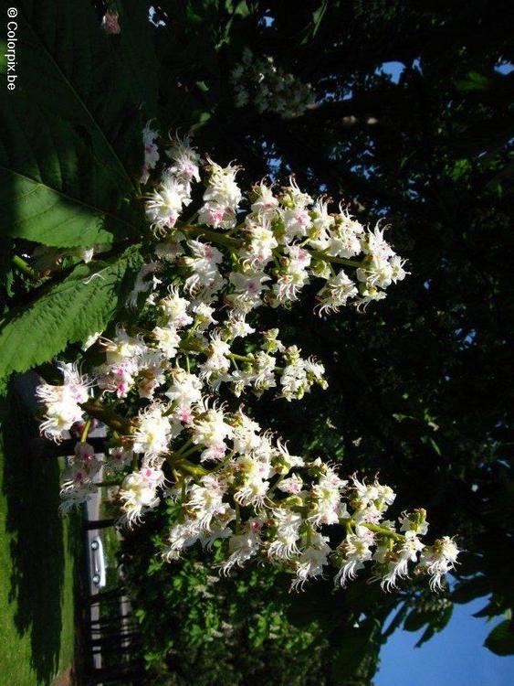 castanheira-da-Ã­ndia em flor 2