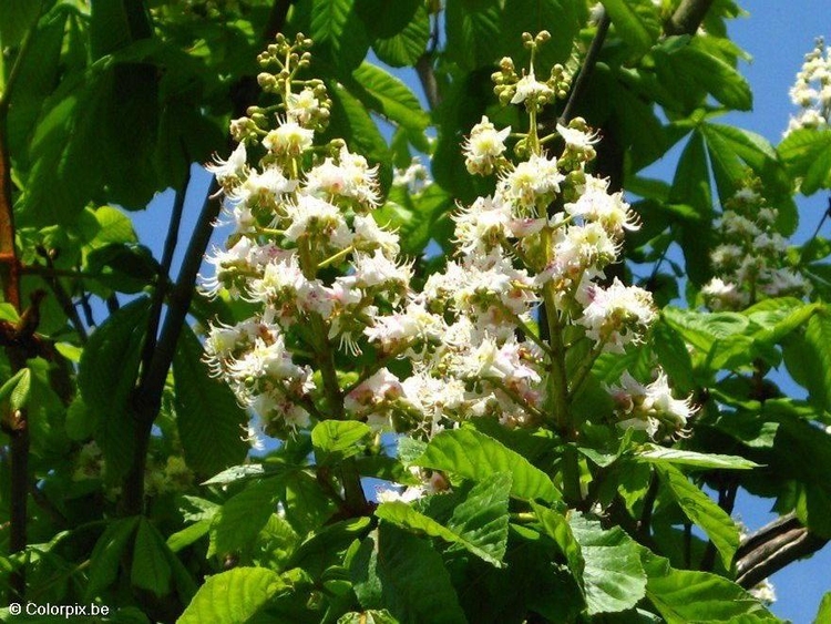 Foto castanheira-da-Ã­ndia em flor