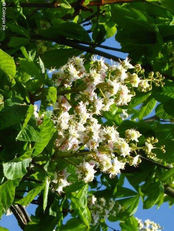 castanheira-da-Ã­ndia em flor