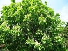 foto castanheira-da-índia em flor 3