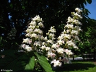 foto castanheira-da-índia em flor 2