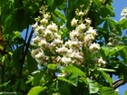 Foto castanheira-da-Ã­ndia florindo