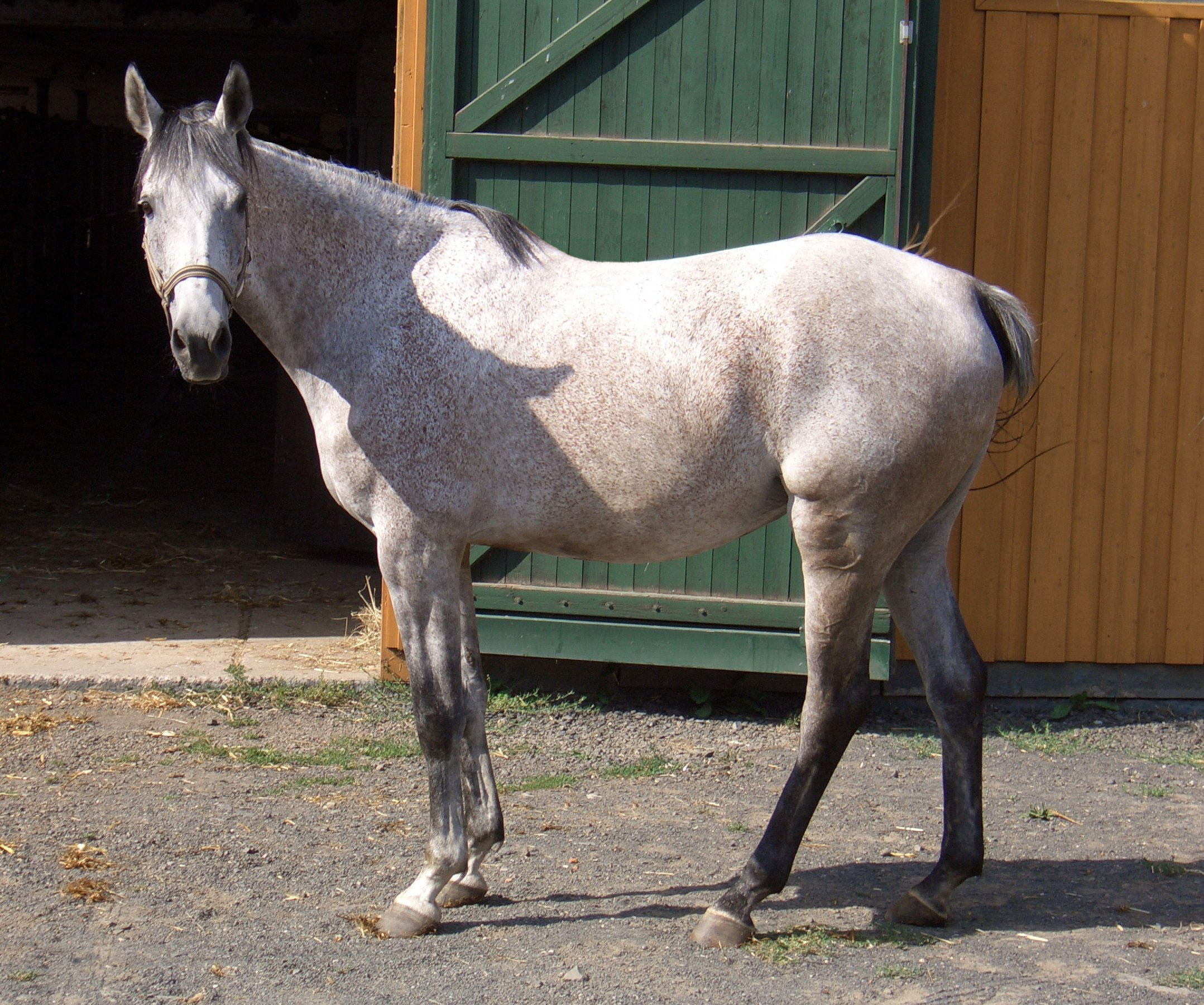 Desenho de Cavalo Hanoverian para colorir