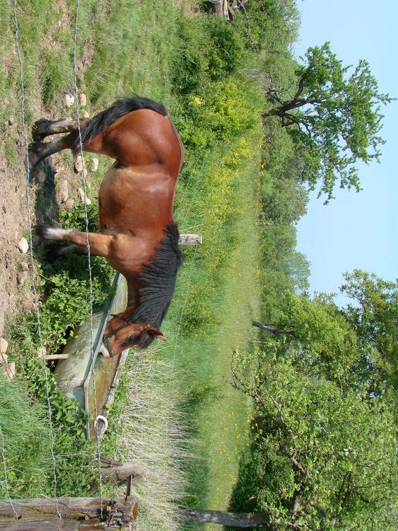 cavalo no campo