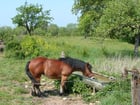 Foto cavalo no campo