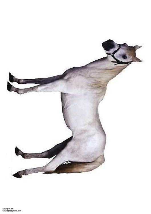 cavalo