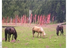 Fotos cavalos com bandeiras de prece