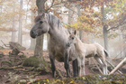 Foto cavalos selvagens 