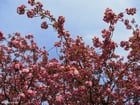 Fotos cerejeira japonesa 2