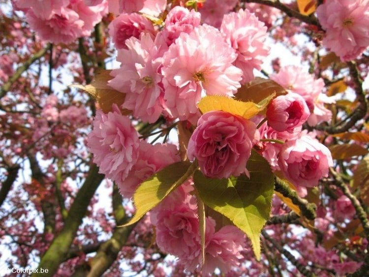Foto cerejeira japonesa