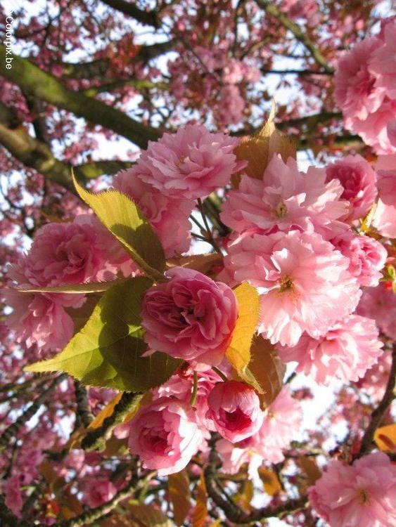 cerejeira japonesa