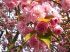 Fotos cerejeira japonesa