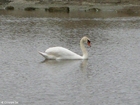 cisne 1