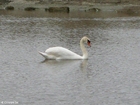cisne 1