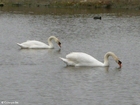 cisne