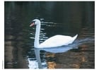cisne