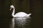 cisne