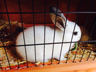 Fotos coelha na gaiola 
