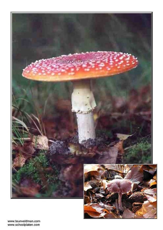 Foto cogumelos