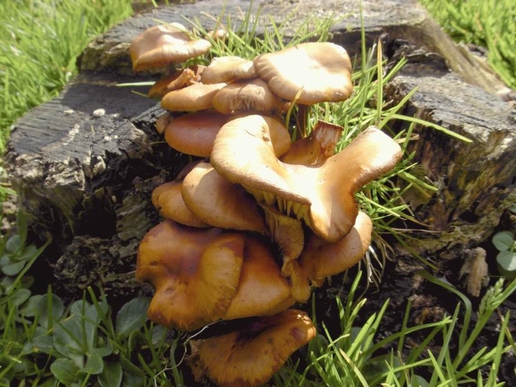 Foto cogumelos