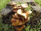 Fotos cogumelos