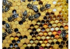 Foto diferentes tipos de pÃ³len armazenado