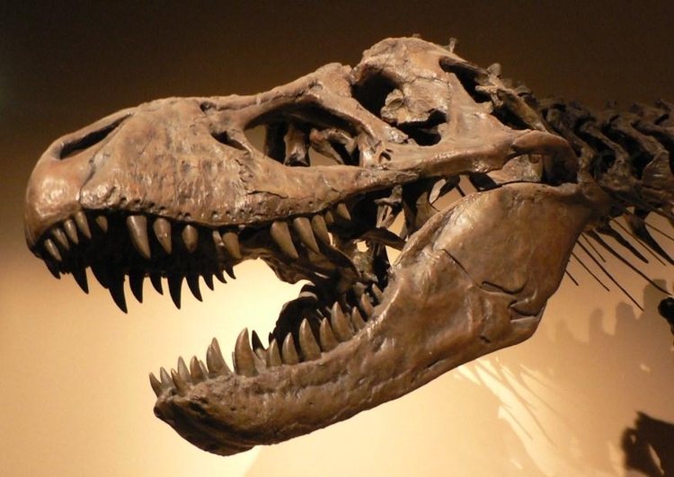 Foto dinossauro - crÃ¢nio do tiranossauro rex 