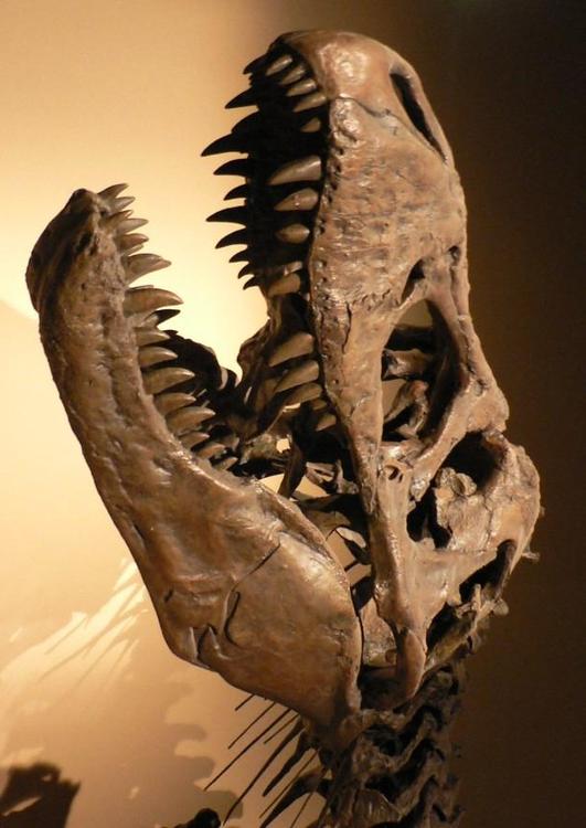 dinossauro - crÃ¢nio do tiranossauro rex 