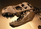 foto dinossauro - crânio do tiranossauro rex