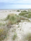 foto dunas 2