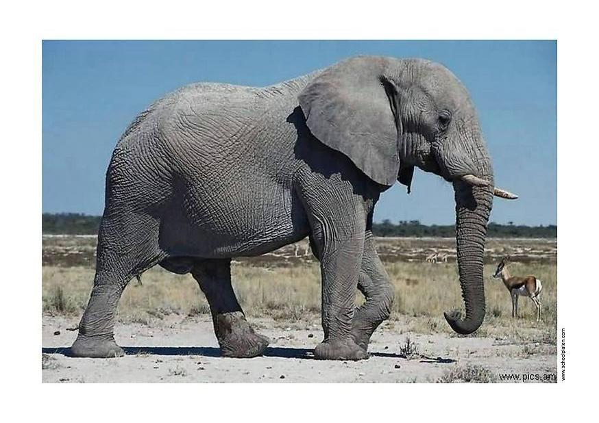 Foto elefante Imagens Grátis Para Imprimir img 2914