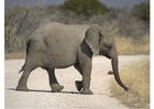 foto elefante