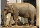 foto elefante