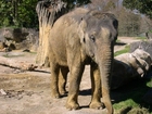 foto elefante