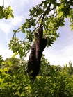 Foto enxame de abelhas