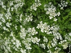 foto Erva-cicutaria 3