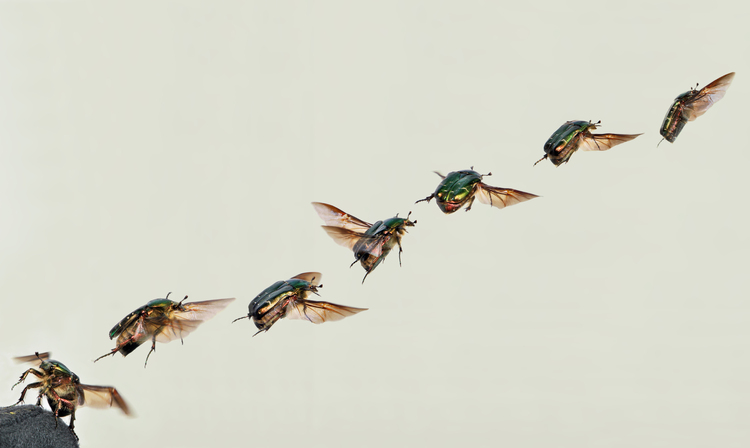 Foto escaravelho levantando voo