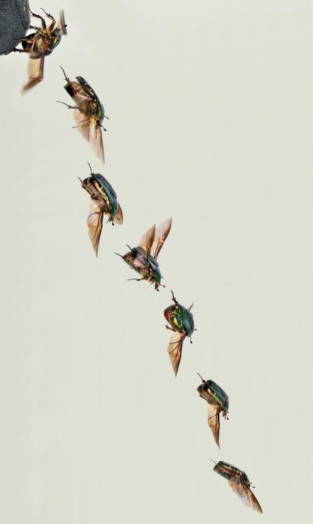 escaravelho levantando voo