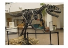 Fotos esqueleto de allosaurus